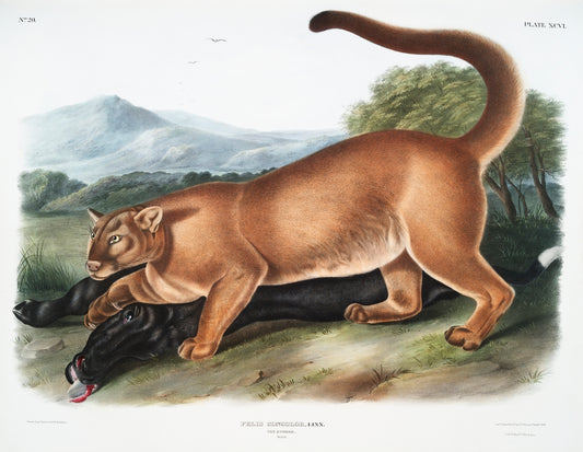 Cougar (Felis concolor) by John James Audubon