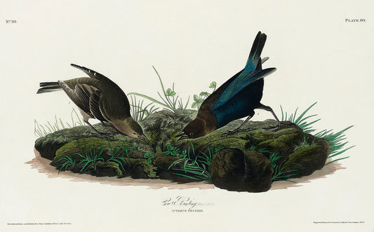 Cow-pen Bird from Birds of America (1827) by John James Audubon