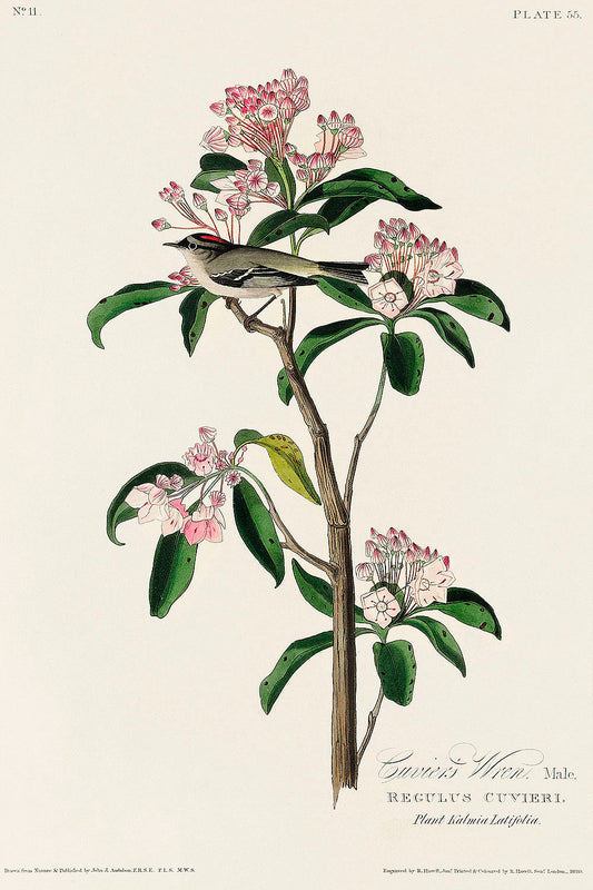 Cuvier's Kinglet from Birds of America (1827) by John James Audubon