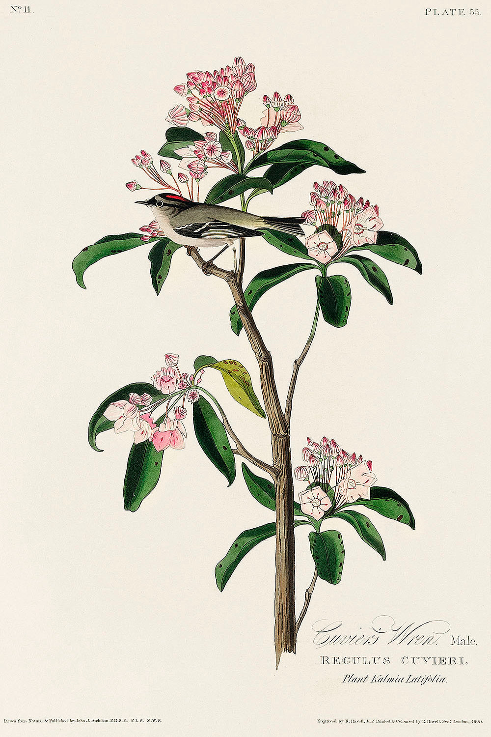 Cuvier's Kinglet from Birds of America (1827) by John James Audubon