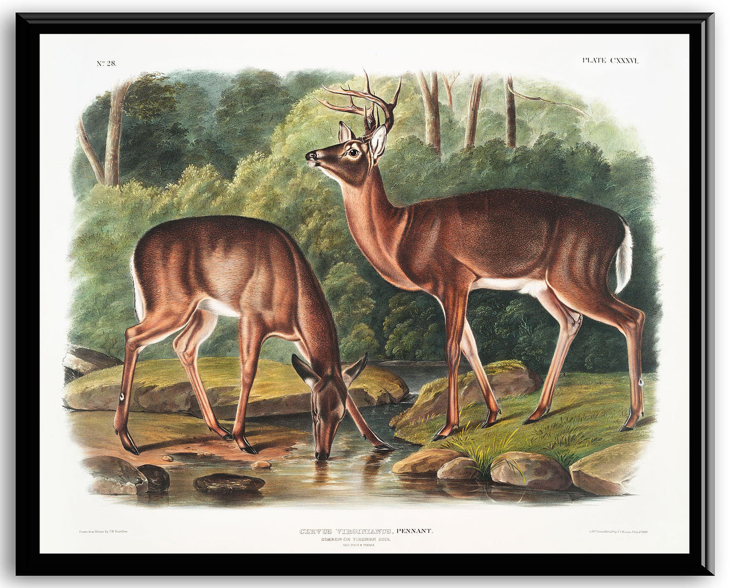 Deer or Virginian Deer (Cervus Virginianus) from the viviparous quadrupeds of North America (1845) by John J. Audubon