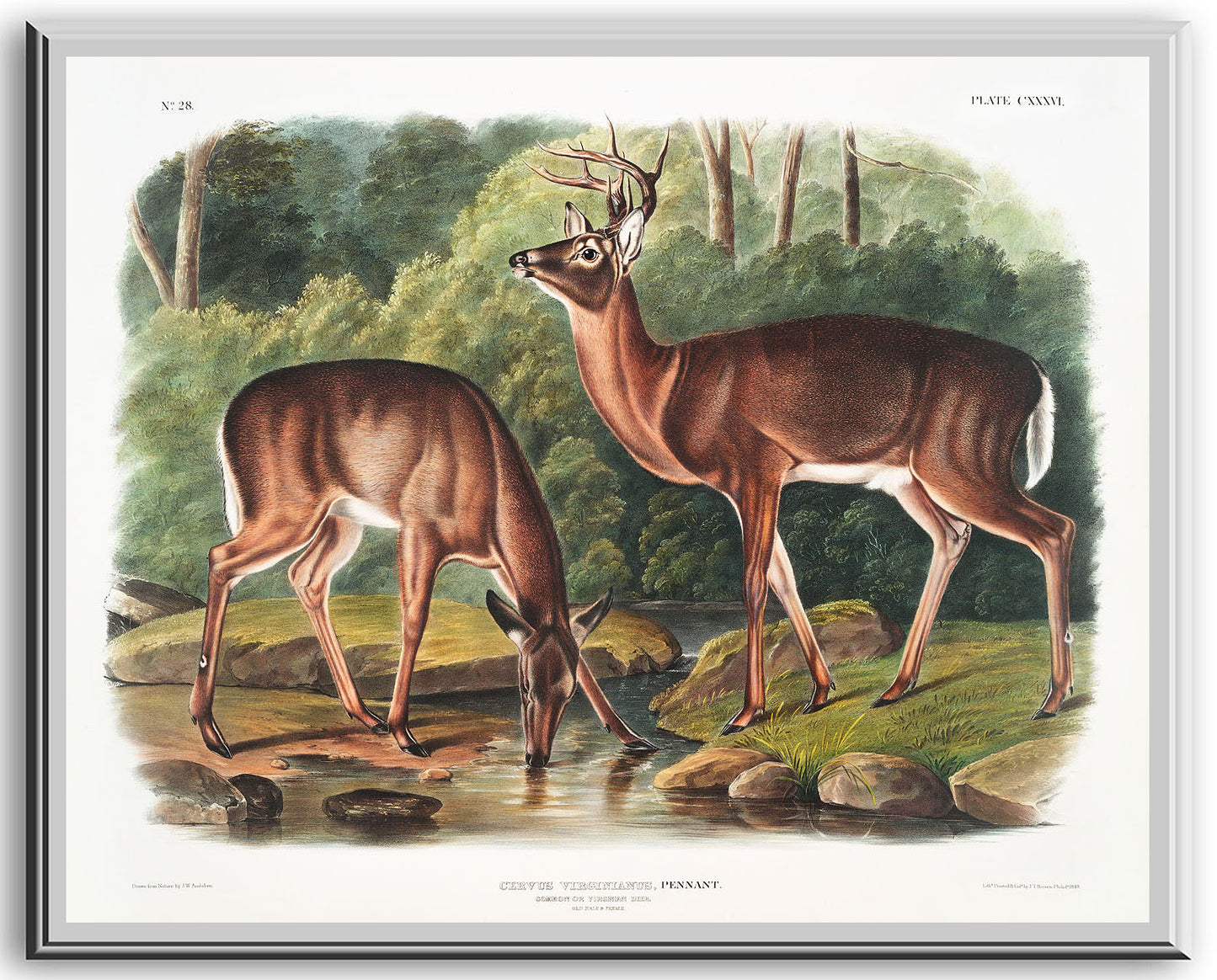 Deer or Virginian Deer (Cervus Virginianus) from the viviparous quadrupeds of North America (1845) by John J. Audubon