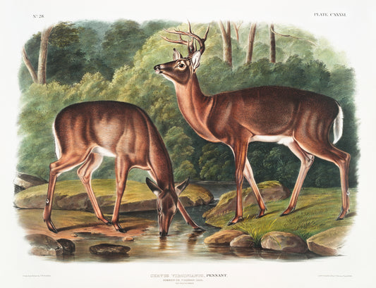 Deer or Virginian Deer (Cervus Virginianus) by John James Audubon