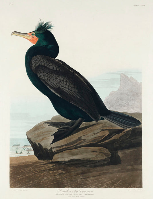 Double-crested Cormorant from Birds of America (1827) by John James Audubon