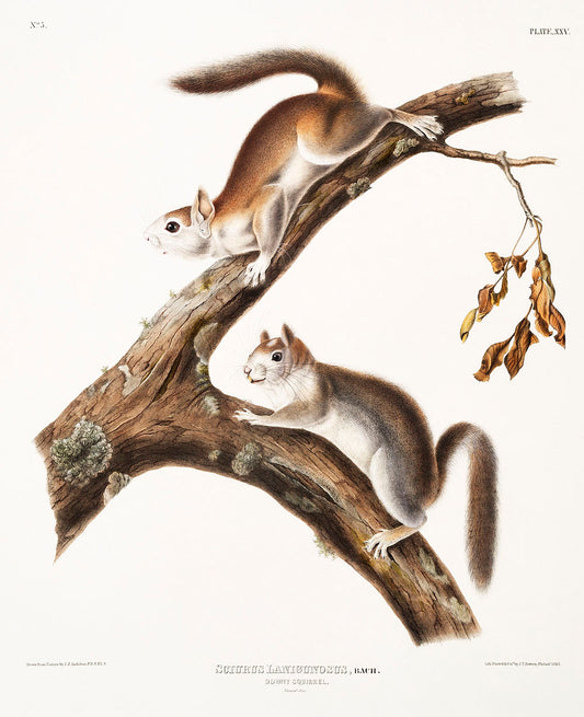 Downy Squirrel (Sciurus Lanigunosus) by John James Audubon