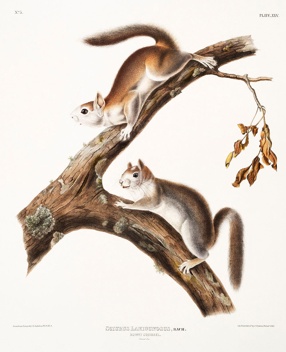 Downy Squirrel (Sciurus Lanigunosus) by John James Audubon
