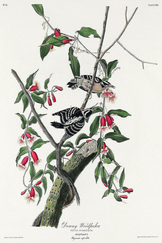 Downy Woodpecker from Birds of America (1827) by John James Audubon