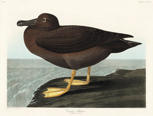 Dusky Albatros from Birds of America (1827) by John James Audubon