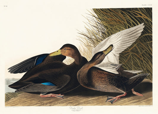 Dusky Duck from Birds of America (1827) by John James Audubon