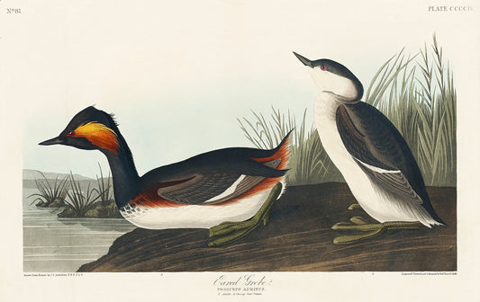 Eared Grebe from Birds of America (1827) by John James Audubon