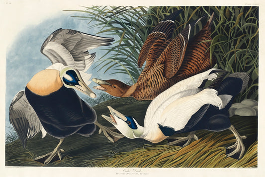 Eider Duck from Birds of America (1827) by John James Audubon
