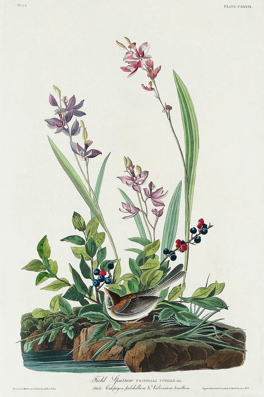 Field Sparrow from Birds of America (1827) by John James Audubon