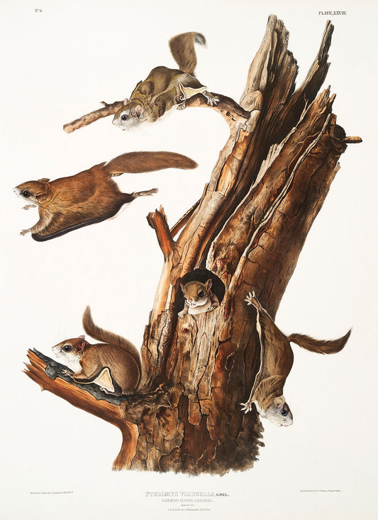 Flying Squirrel (Pteromys volucella) by John James Audubon