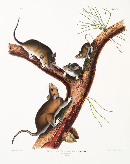 Florida Rat (Neotoma Floridana) by John James Audubon -WEB