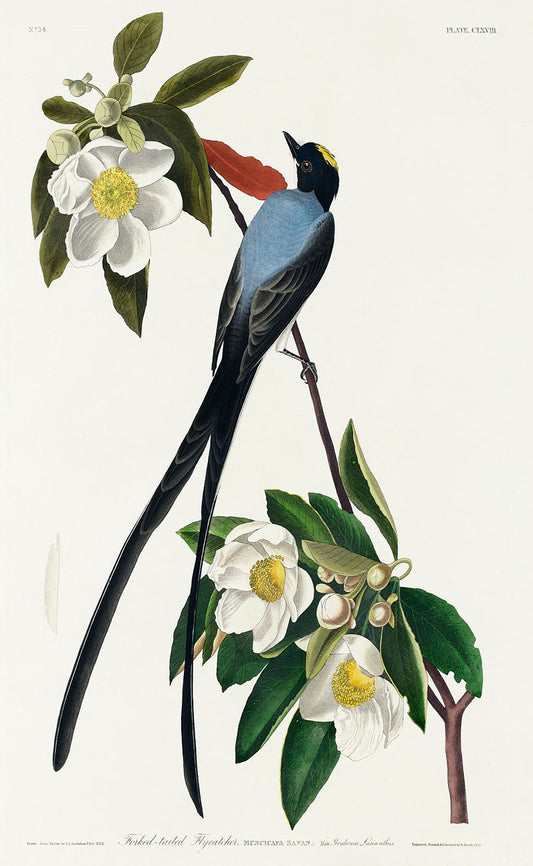 Fork-tailed Flycatcher from Birds of America (1827) by John James Audubon