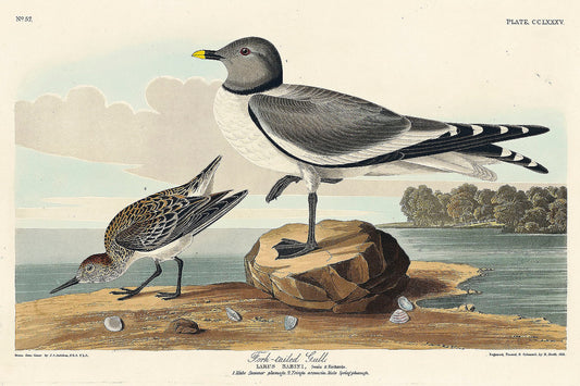 Fork-tailed Gull from Birds of America (1827) by John James Audubon