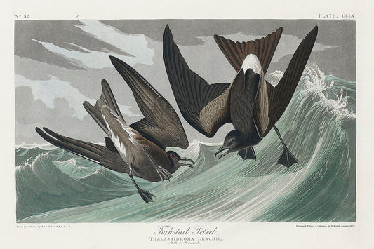 Fork-tailed Petrel from Birds of America (1827) by John James Audubon