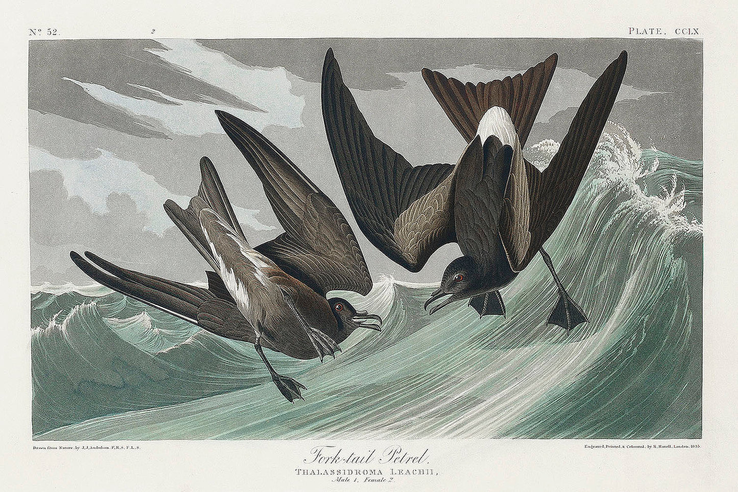 Fork-tailed Petrel from Birds of America (1827) by John James Audubon