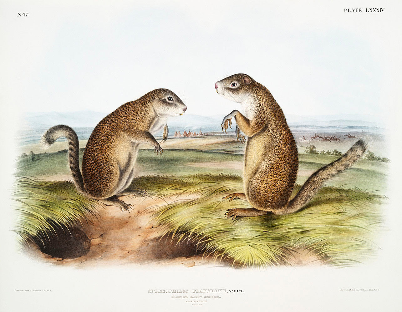 Franklin's Marmot Squirrel (Spermophilus Franklinii) by John James Audubon -WEB
