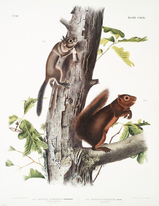 Fremont's Squirrel (Sciurus Fremonsii) and Sooty Squirrel (Sciurus fuliginosus) by John James Audubon