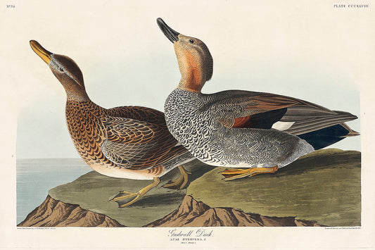 Gadwall Duck from Birds of America (1827) by John James Audubon