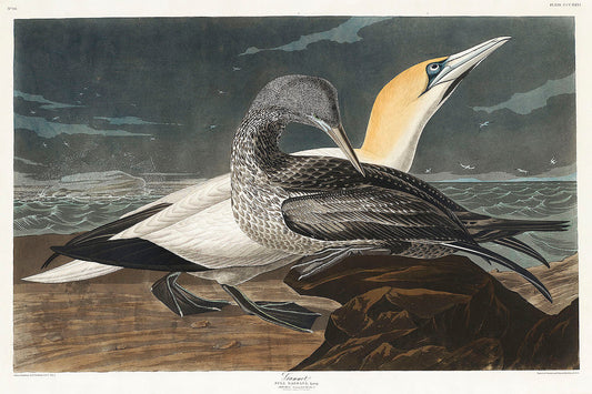 Gannet from Birds of America (1827) by John James Audubon
