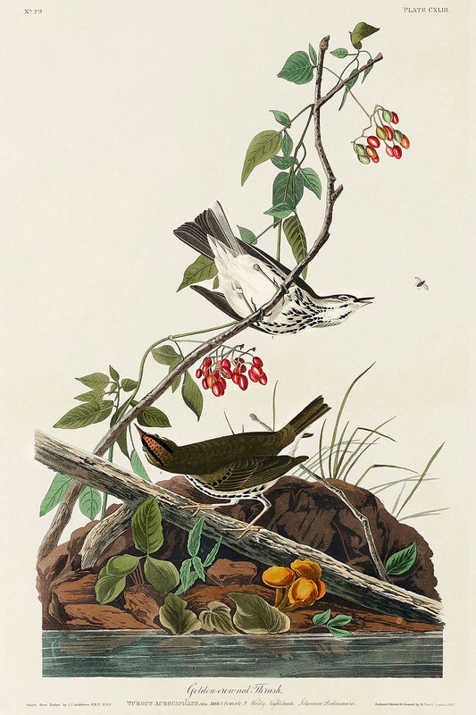 Golden-crowned Thrush from Birds of America (1827) by John James Audubon