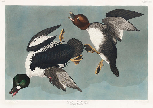 Golden-eye Duck from Birds of America (1827) by John James Audubon