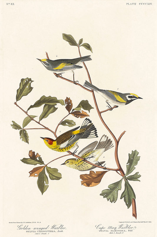 Golden-winged Warbler and Cape May Warbler from Birds of America (1827) by John James Audubon