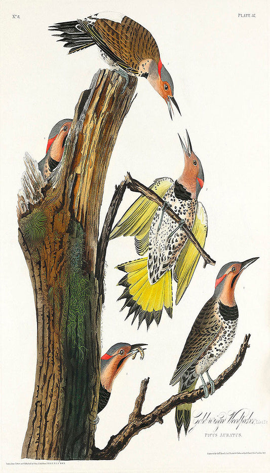 Golden-winged Woodpecker from Birds of America (1827) by John James Audubon