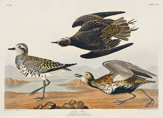 Golden Plover from Birds of America (1827) by John James Audubon