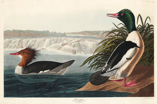 Goosander from Birds of America (1827) by John James Audubon