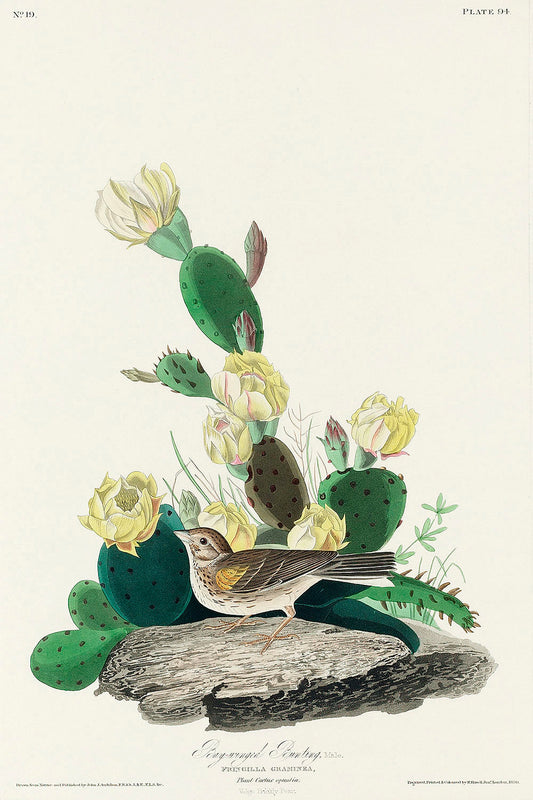Grass Finch, or Bay-winged Bunting from Birds of America (1827) by John James Audubon