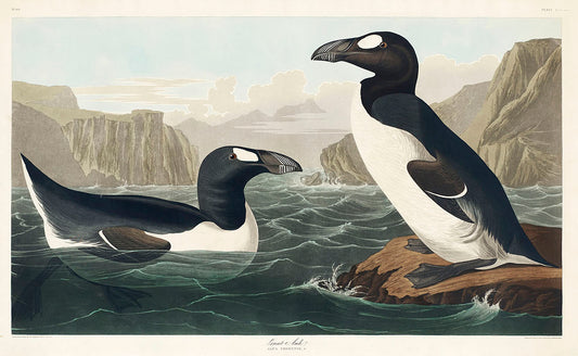 Great Auk from Birds of America (1827) by John James Audubon