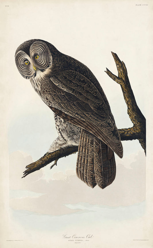 Great Cinereous Owl from Birds of America (1827) by John James Audubon