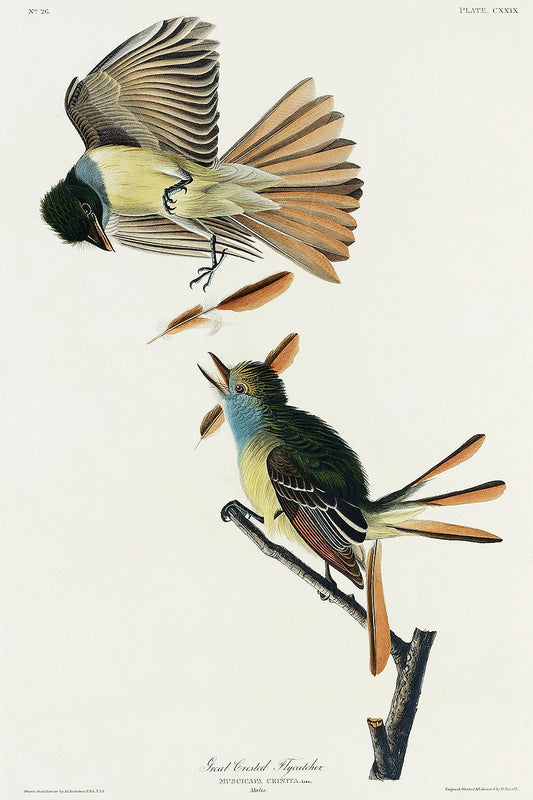 Great Crested Flycatcher from Birds of America (1827) by John James Audubon