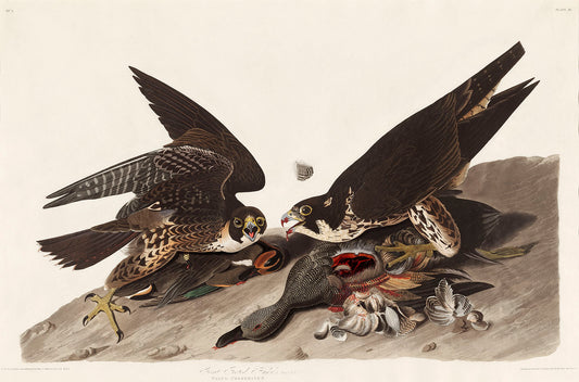 Great Footed Hawk from Birds of America (1827) by John James Audubon
