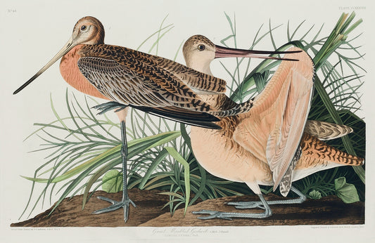 Great Marbled Godwit from Birds of America (1827) by John James Audubon