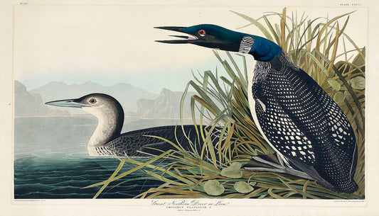 Great Northern Diver or Loon from Birds of America (1827) by John James Audubon