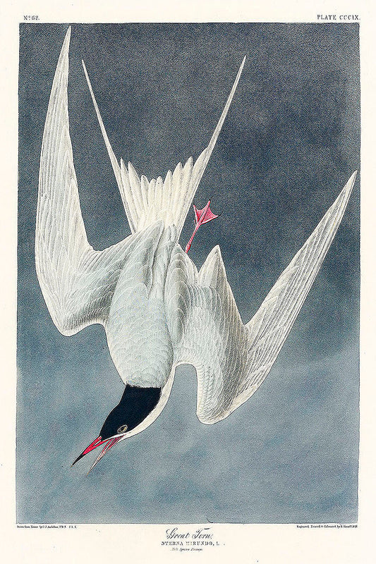 Great Tern from Birds of America (1827) by John James Audubon