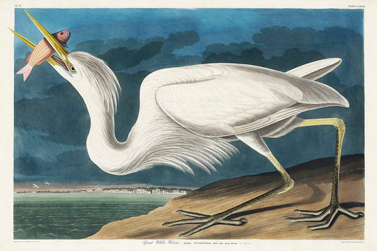 Great White Heron from Birds of America (1827) by John James Audubon