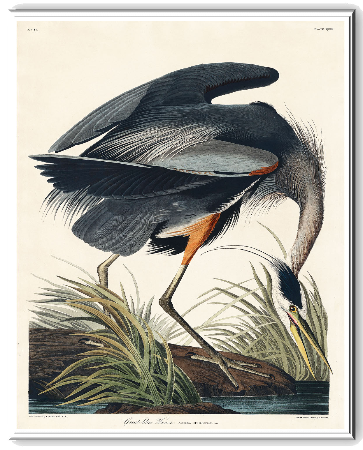 Great Blue Heron (1827) by John J. Audubon