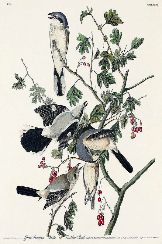 Great cinereous Shrike, or Butcher Bird from Birds of America (1827) by John James Audubon