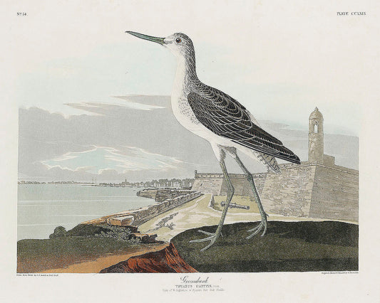 Greenshank from Birds of America (1827) by John James Audubon