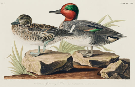 Green winged Teal from Birds of America (1827) by John James Audubon