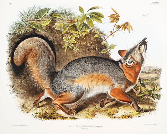 Grey Fox (Canis Virginianus) by John James Audubon -WEB