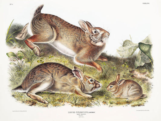 Grey Rabbit (Lepus Sylvaticus) by John James Audubon -WEB