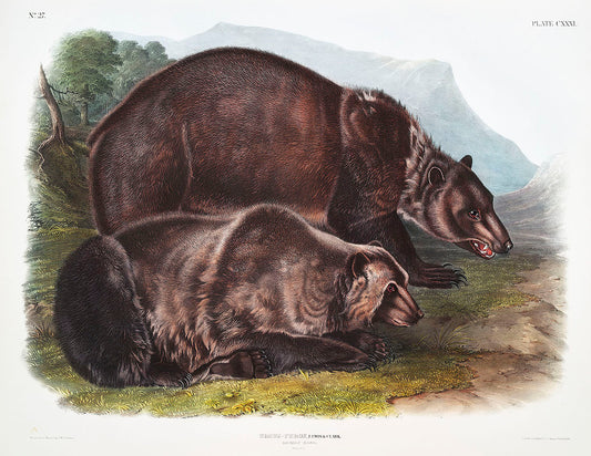 Grizzly Bear (Ursus ferox) by John James Audubon