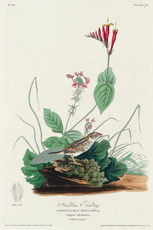 Henslow's Bunting from Birds of America (1827) by John James Audubon