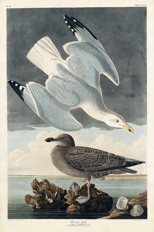 Herring Gull from Birds of America (1827) by John James Audubon